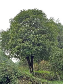 咸安区百信绿化苗木基地 专业园林绿化工程设计施工与优质苗木供应